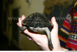 Melanochelys trijuga 0006