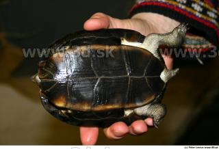 Melanochelys trijuga 0010