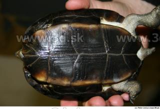 Melanochelys trijuga 0011