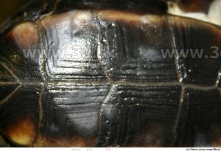 Melanochelys trijuga 0013