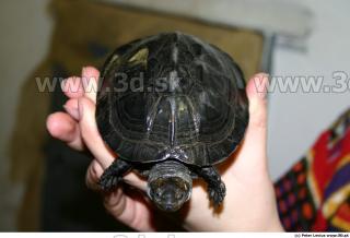 Melanochelys trijuga 0015