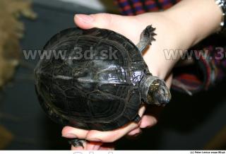 Melanochelys trijuga 0016