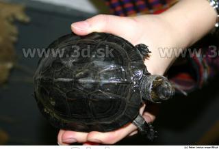 Melanochelys trijuga 0017