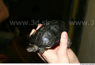 Melanochelys trijuga 0018