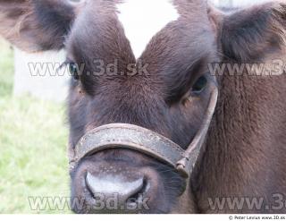 Calf 0003