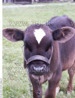 Calf 0046