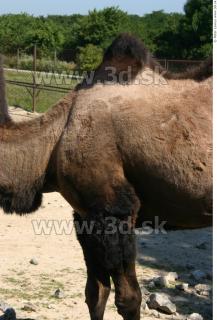 Camel 0044