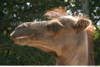 Camel 0094