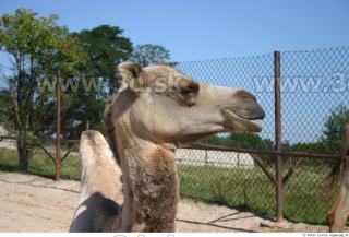 Camel 0097