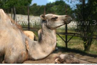 Camel 0113