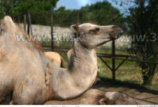 Camel 0114