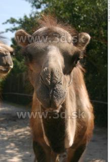 Camel 0124