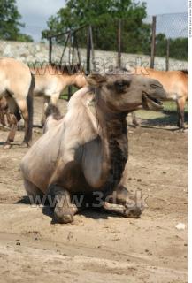 Camel poses 0021