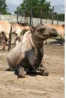 Camel poses 0022