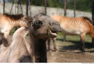 Camel poses 0026