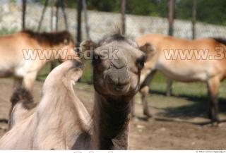 Camel poses 0027