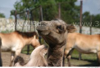 Camel poses 0030