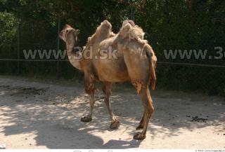 Camel poses 0068