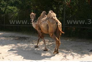 Camel poses 0069