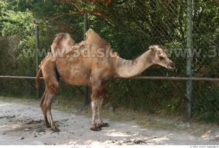 Camel poses 0070