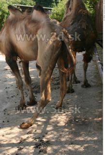 Camel poses 0072