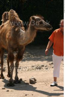 Camel poses 0078