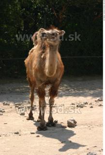 Camel poses 0081