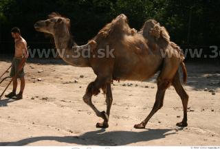 Camel poses 0083