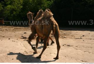 Camel poses 0085