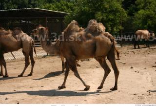 Camel poses 0087