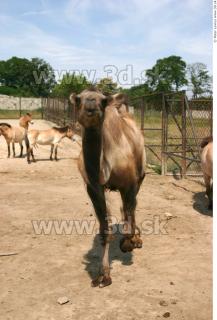 Camel poses 0089