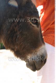 Donkey 0045