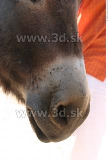 Donkey 0046