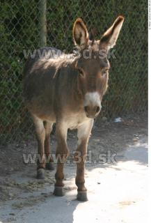 Donkey 0054