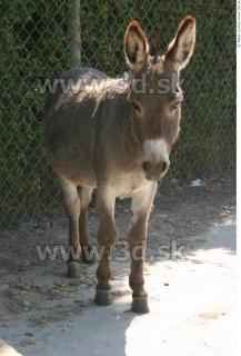 Donkey 0055