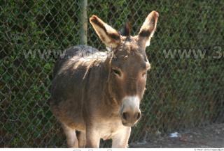 Donkey 0056