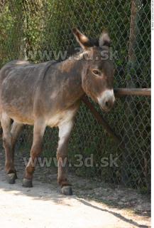 Donkey 0061