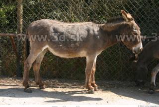 Donkey 0062