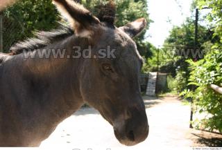 Donkey 0079