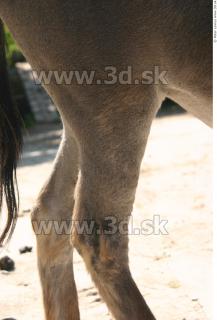 Donkey 0086