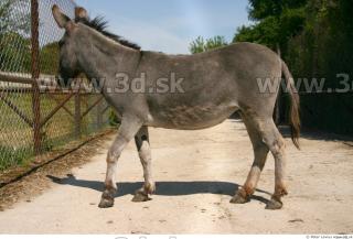 Donkey 0108