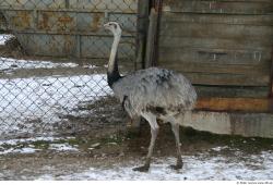 Whole Body Emus