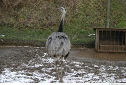 Whole Body Emus