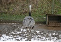 Whole Body Emus