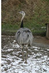 Whole Body Emus