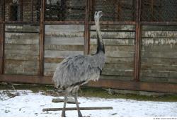 Whole Body Emus