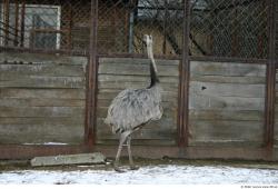 Whole Body Emus