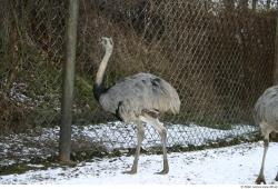 Whole Body Emus