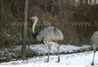 Emus 0021