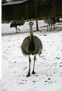 Emus 0023